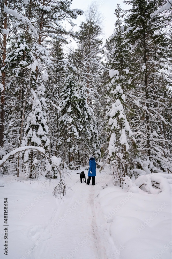 young girl walks with big black dog in winter forest among tall pines covered with snow. Lifestyle, love of animals.