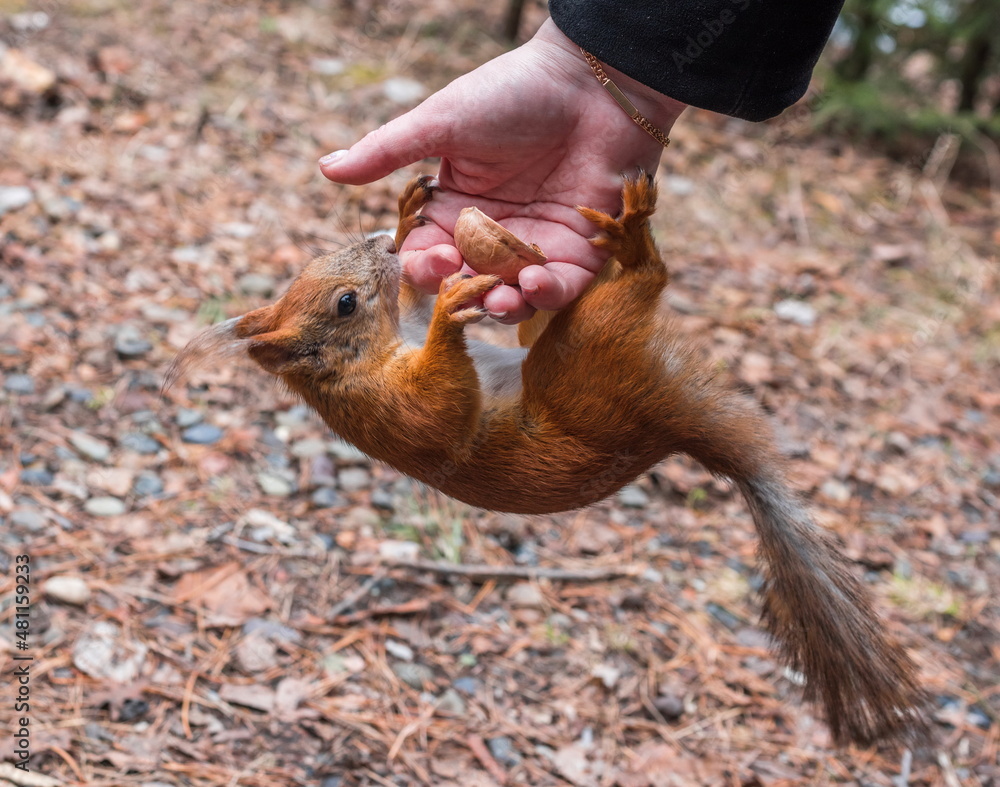 Squirrel eats nuts and asks for more food from a person