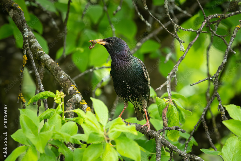 Starling sitting on a tree on a sunny day in summer Starling sitting on a tree on a sunny day in summer