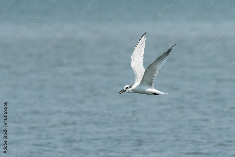 Young sandwich tern in flight blue sky