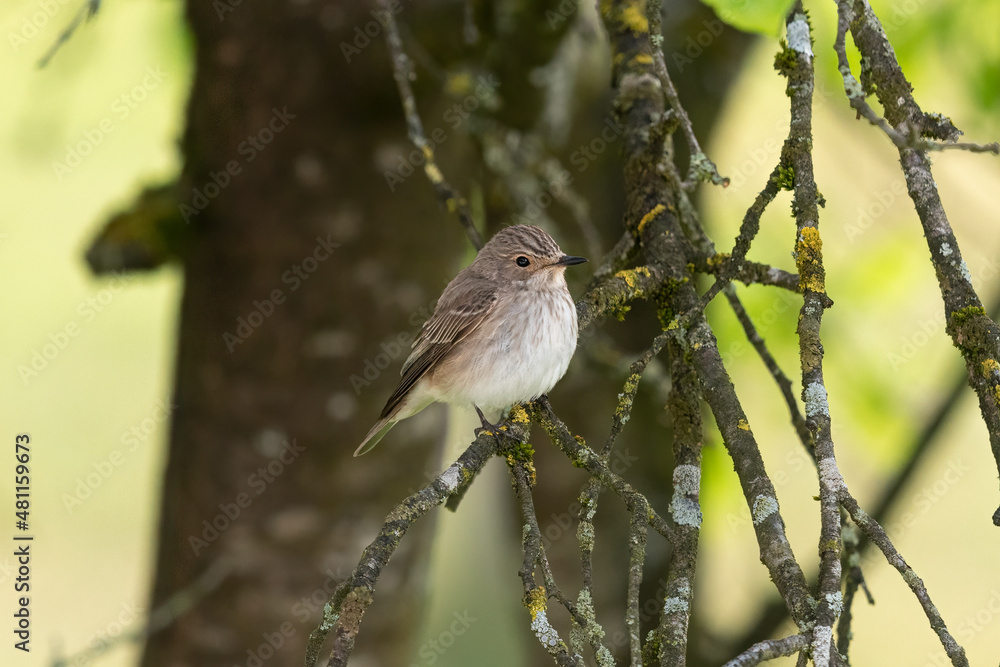 Naklejka premium A Spotted Flycatcher sitting on a tree