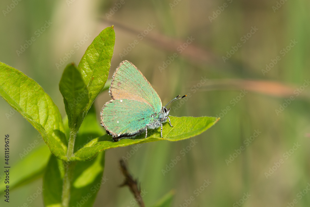 A green hairstreak butterfly resting on a green leaf A green hairstreak butterfly resting on a green leaf