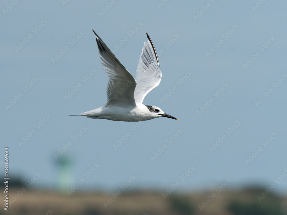 Young sandwich tern in flight blue sky Young sandwich tern in flight blue sky