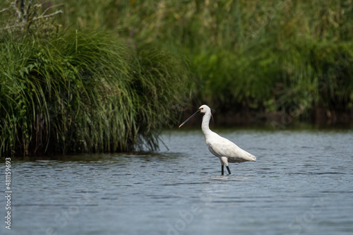 A spoonbill standing in a river in Briere Nature Park