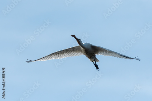 A flying spoonbill in Briere Nature Park