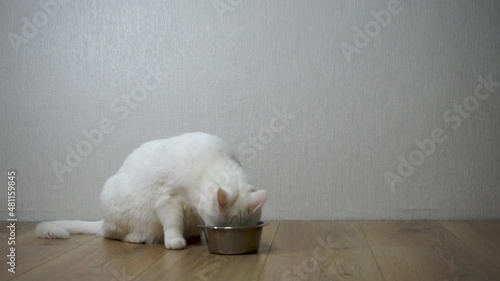The cat eats dry food from a metal bowl on a wooden floor 