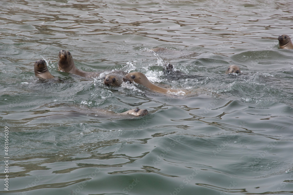 Fototapeta premium Views of sea lions in the Ballestas Islands, Peru
