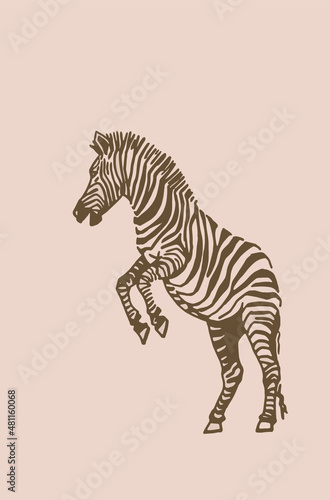 Vector vintage  zebra jumping  graphical illustration  savanna African animal  