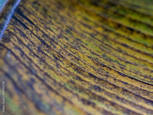 wilted banana leaf texture that is starting to turn yellow