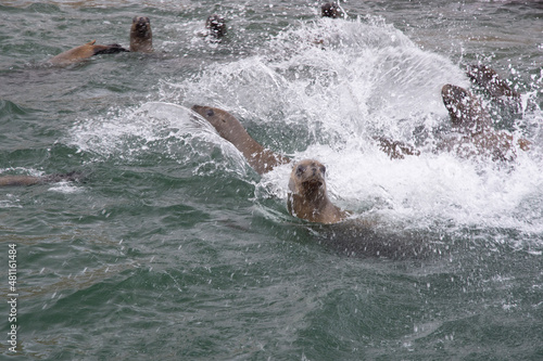 Views of wildlife in the Ballestas Islands, near Paracas Peru