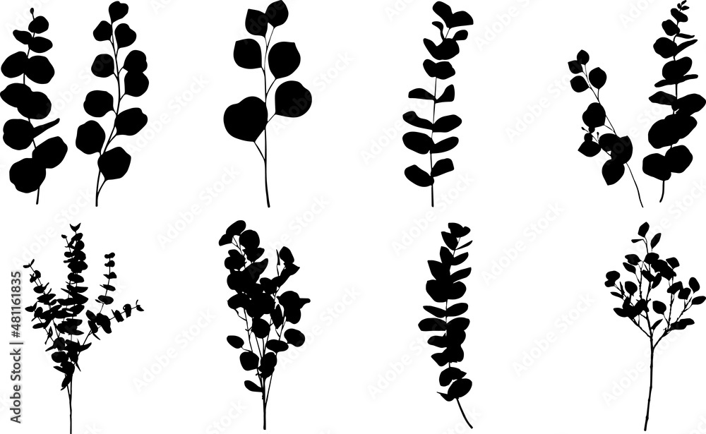 Eucalyptus Silhouettes Eucalyptus SVG EPS PNG Stock Vector | Adobe Stock