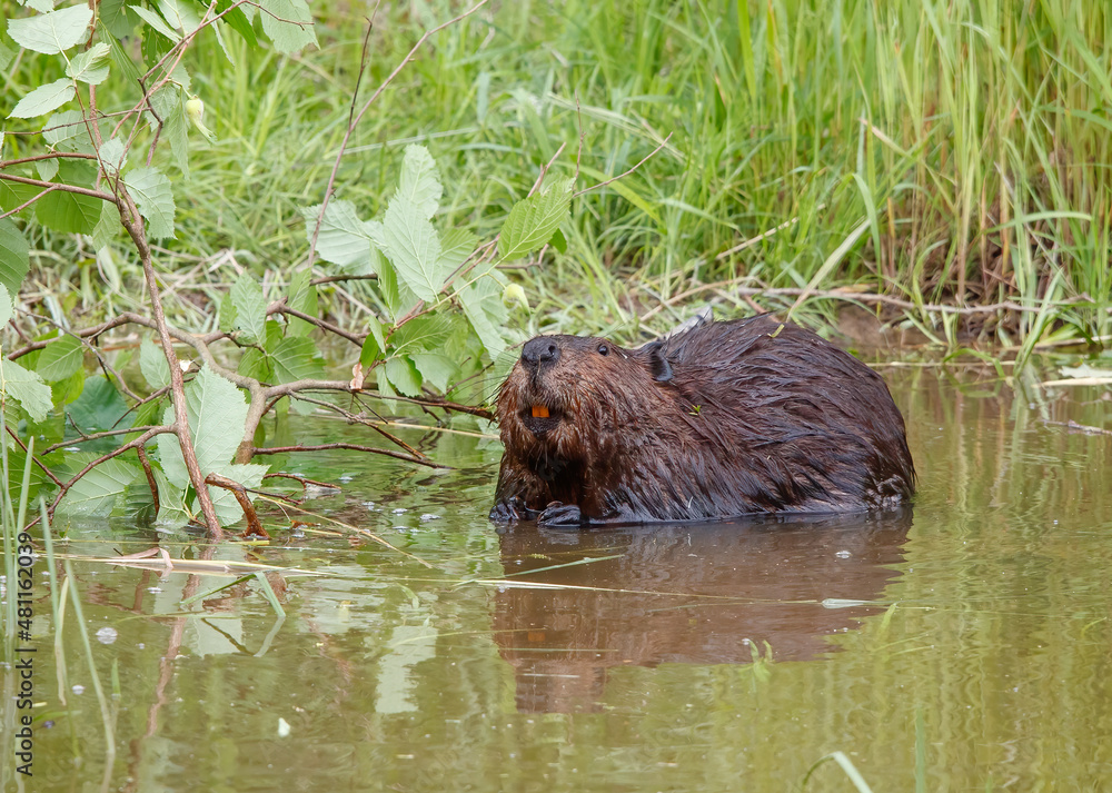 American beavers in pond with branches American beavers in pond with branches