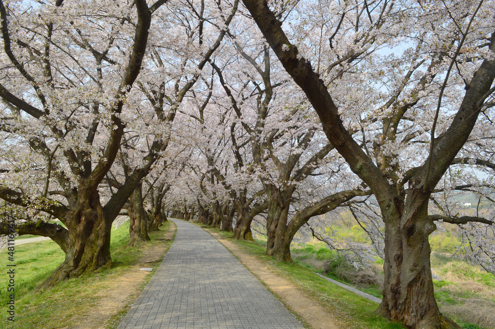 京都府八幡市背割堤の満開の桜並木04