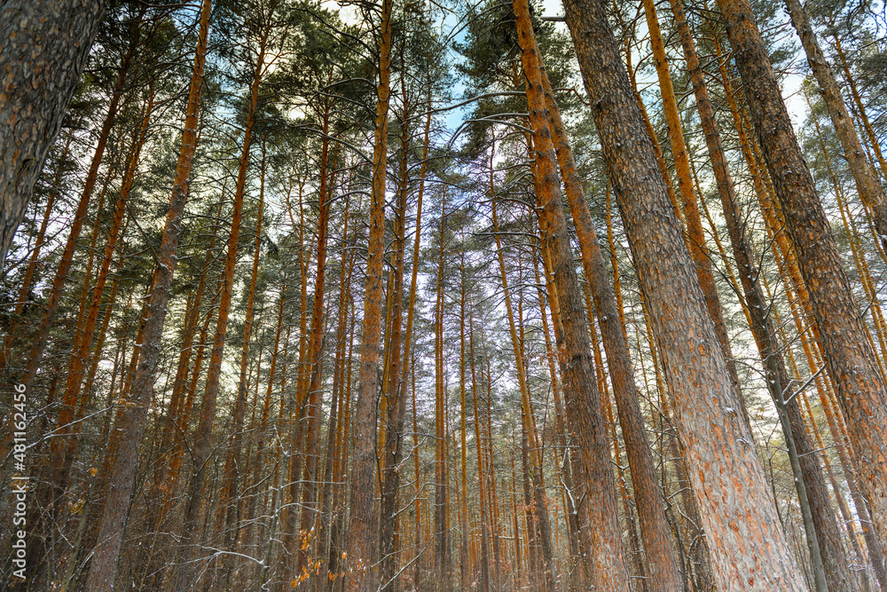 Crowns of pine trees, spruce in winter forest. Pine trunks close-up Crowns of pine trees, spruce in winter forest. Pine trunks close-up