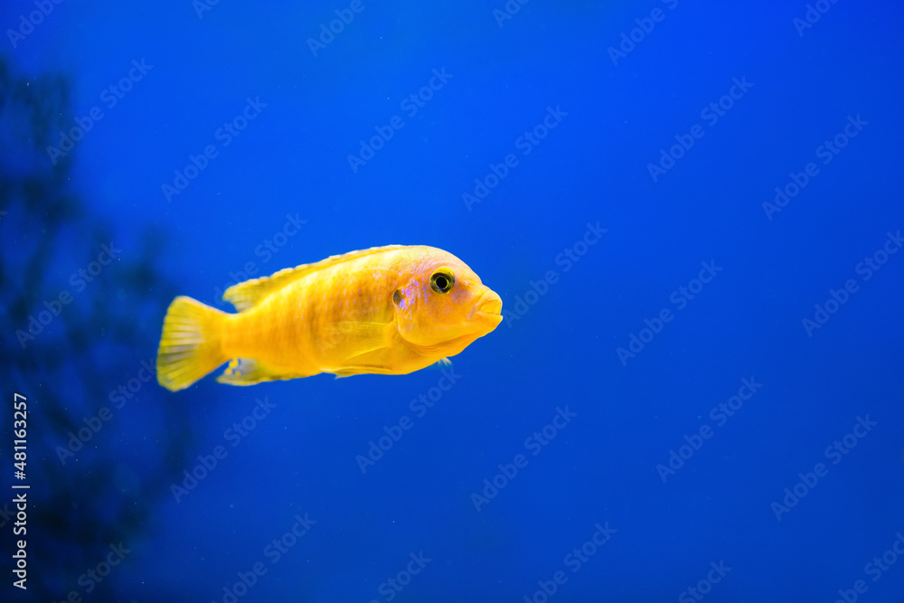 Hummingbird fish cichlid in aquarium on blue background. Yellow lemon Cichlid. (Labidochromis caeruleus) Hummingbird fish cichlid in aquarium on blue background. Yellow lemon Cichlid. (Labidochromis caeruleus)