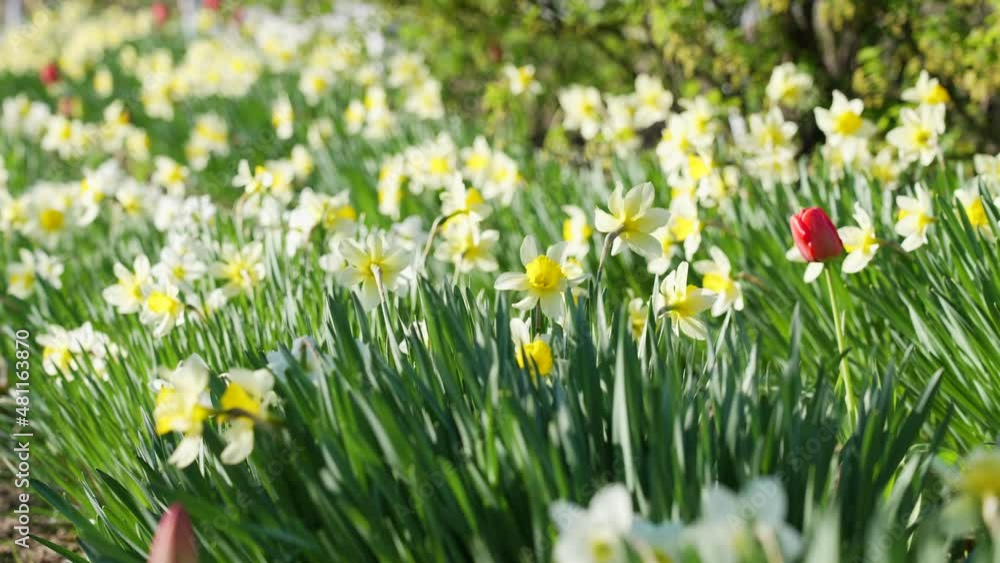 Beautiful springtime 4k stock video landscape. Close-up view footage of sunny spring flowers blooming with fresh young yellow petals and green leaves. Abstract natural floral spring background Beautiful springtime 4k stock video landscape. Close-up view footage of sunny spring flowers blooming with fresh young yellow petals and green leaves. Abstract natural floral spring background