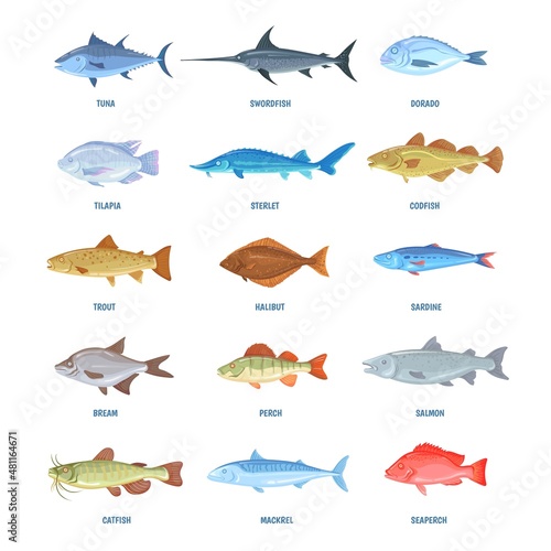 Saltwater and river fishes. Cartoon sea ocean fish, sardine mackerel anchovy tuna halibut tilapia herring salmon bream sprat, icons marine fishery, seafood info neat vector