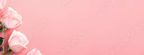Valentine's Day design concept background with pink rose flower on pink background.