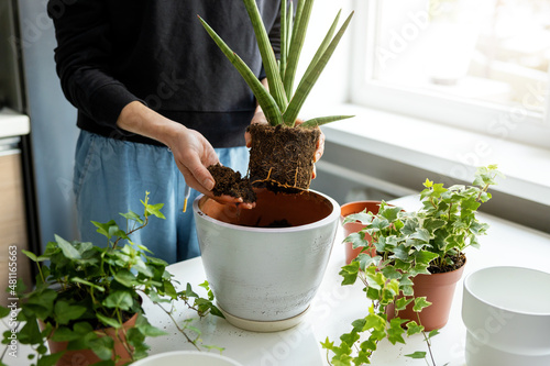 woman transplanting indoor plant into new ceramic pot at home