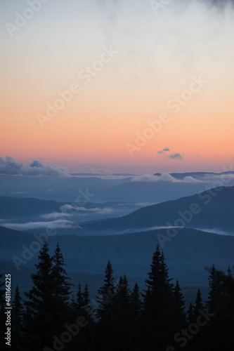 coniferous trees against the backdrop of foggy mountains