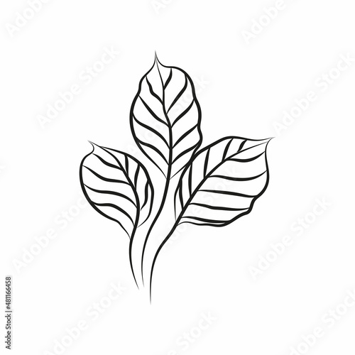 Leaf logo design, vector natural concept inspiration, leaf icon. Leaves © milaart17