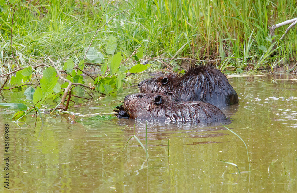 American beavers in pond with branches American beavers in pond with branches