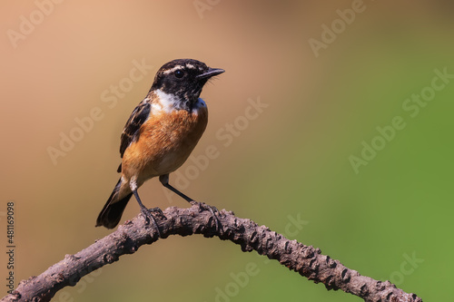 Eastern Stonechat (Saxicola stejnegeri) on tree branch