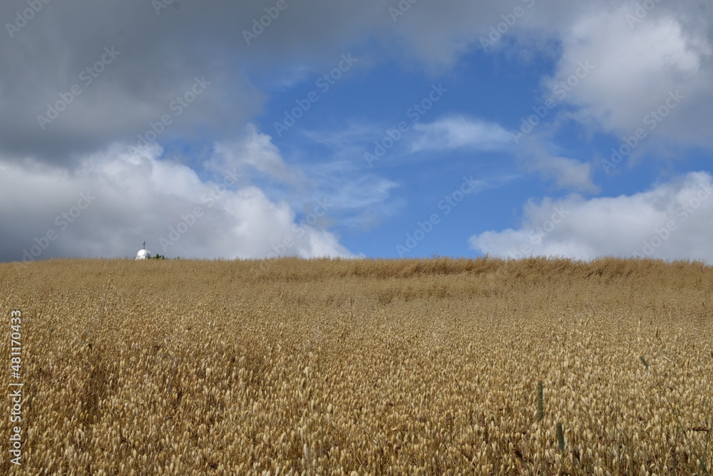 Fototapeta premium A field of oats under a cloudy sky, Sainte-Apolline, Québec, Canada