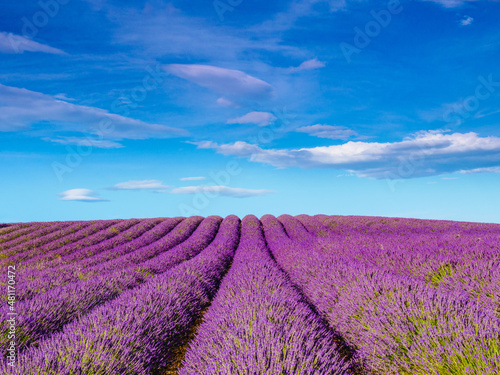 Lavender fields in Provence France