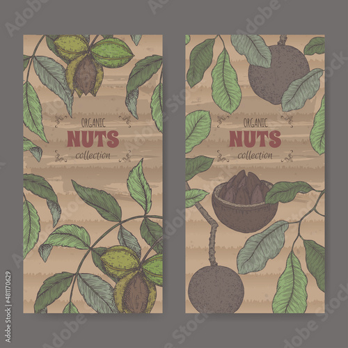 Two labels with carya illinoinensis aka pecan and Bertholletia excelsa aka Brazil nut branch and nuts color sketch.