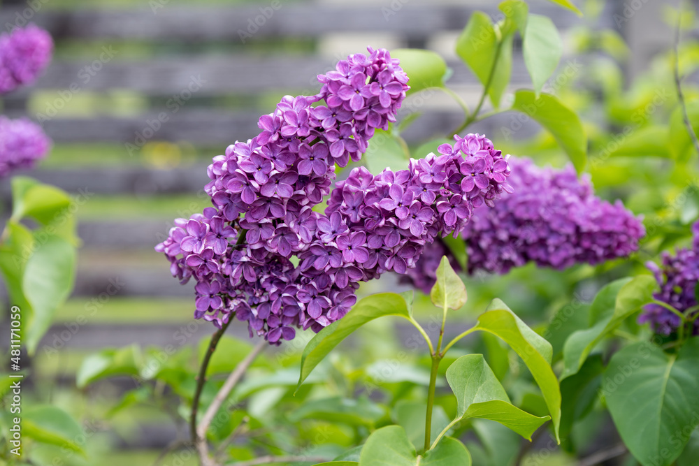 Purple lilac flowers branch on a green background, natural spring background, soft selective focus Purple lilac flowers branch on a green background, natural spring background, soft selective focus