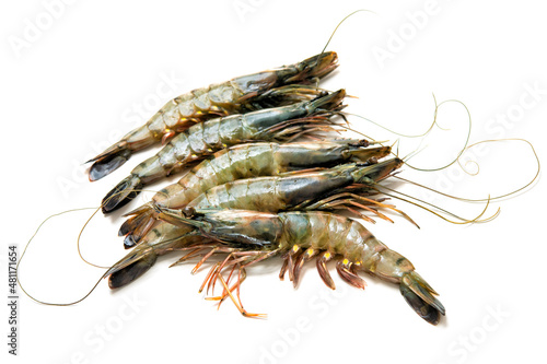Black tiger shrimps isolated