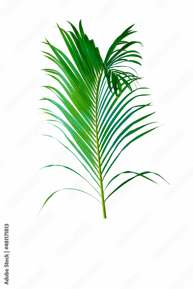 Palm leaves The green leaves of palm trees rests on white background. Palm leaves The green leaves of palm trees rests on white background.
