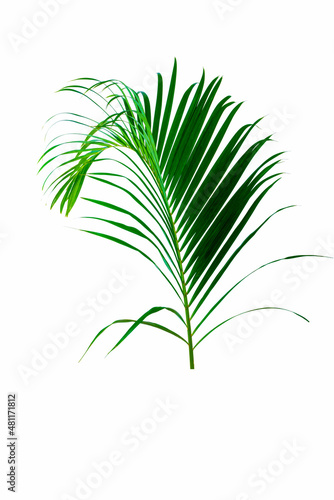 Palm leaves The green leaves of palm trees rests on white background.