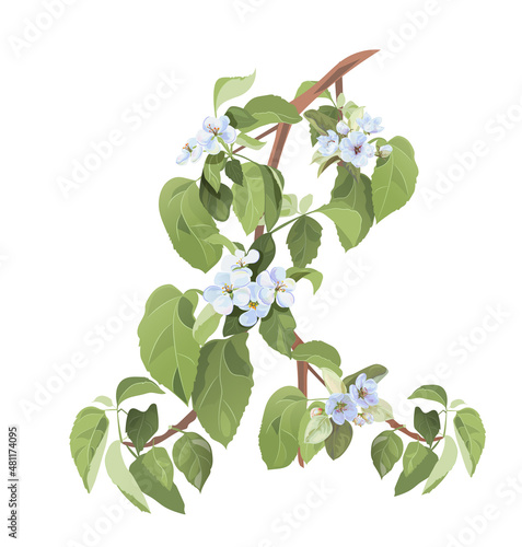 Spring blossom (bloom). Branch with white apple tree flowers. Tender twig with light bluish florets, buds, green leaves on white background. Realistic bouquet in watercolor style, vintage, vector