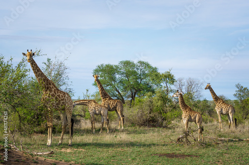 Fototapeta Naklejka Na Ścianę i Meble -  South African giraffe or Cape giraffe (Giraffa camelopardalis giraffa). Mpumalanga. South Africa.