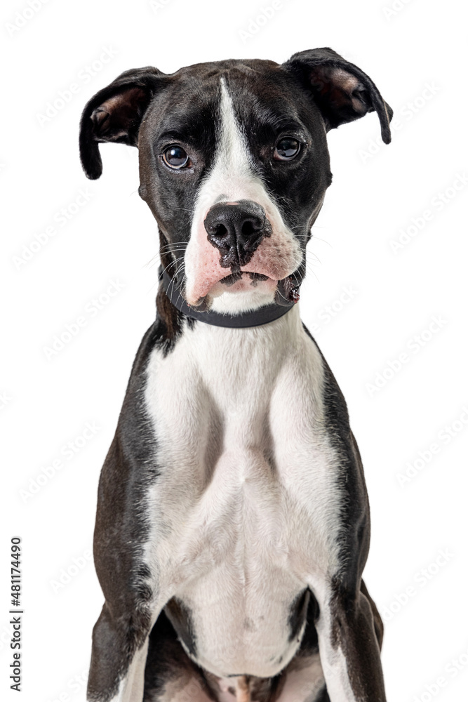 Close-up Big Dog Looking and Facing Forward Close-up Big Dog Looking and Facing Forward