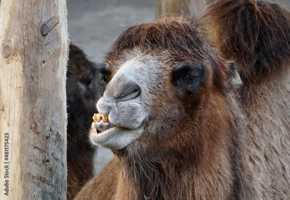 Fototapeta premium at the Zoo 