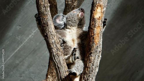 Photography at the Zoo