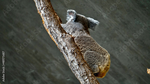 Photography at the Zoo