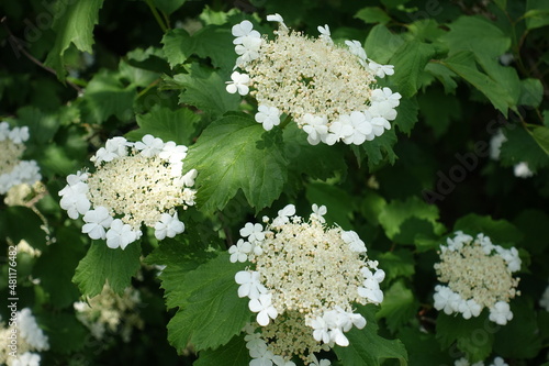 Buds and white flowers of Viburnum opulus in mid May photo