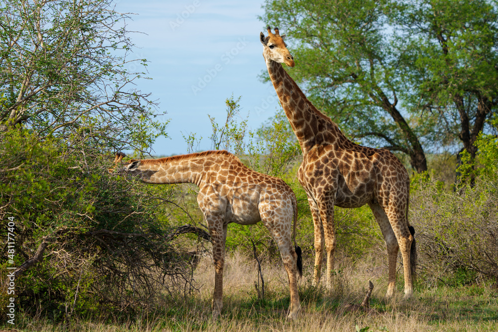 Fototapeta premium South African giraffe or Cape giraffe (Giraffa camelopardalis giraffa). Mpumalanga. South Africa.