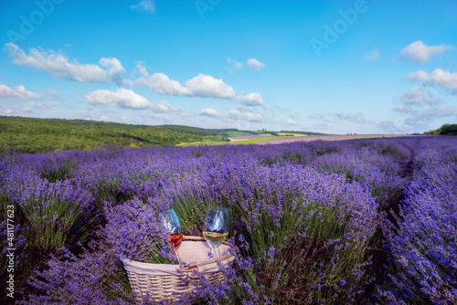 Basket with lavender and glasses of wine among the lavender field. Endless lavender fields on a summer day.
