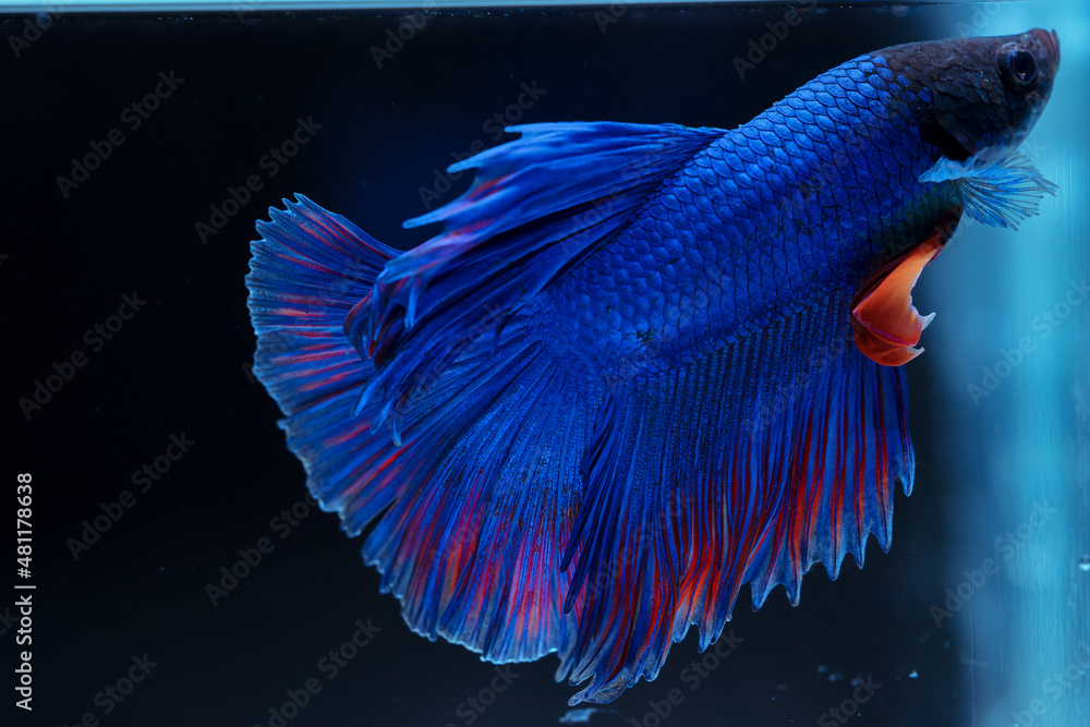Siamese fighting fish
beautiful blue and red fish
with black background Siamese fighting fish
beautiful blue and red fish
with black background
