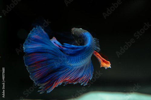 Wallpaper Mural Siamese fighting fish
beautiful blue and red fish
with black background Torontodigital.ca