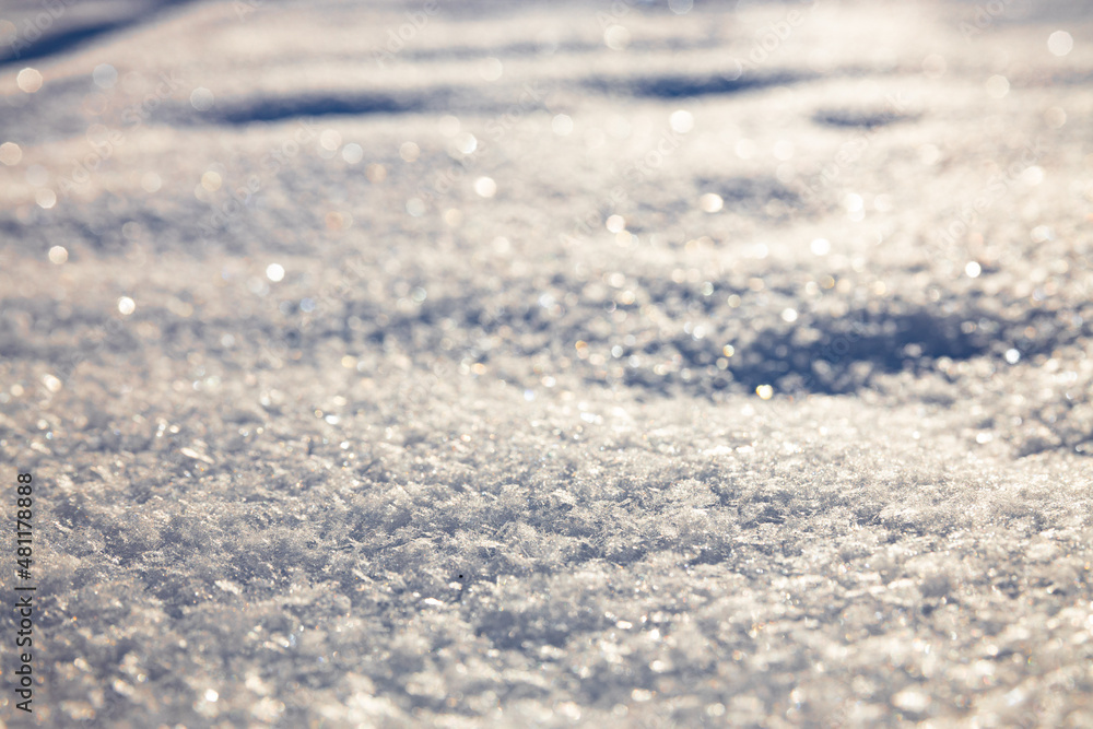 Obraz premium Animal steps footprints in snow. Sun lights between trees and makes shadows on the snow. High quality photo