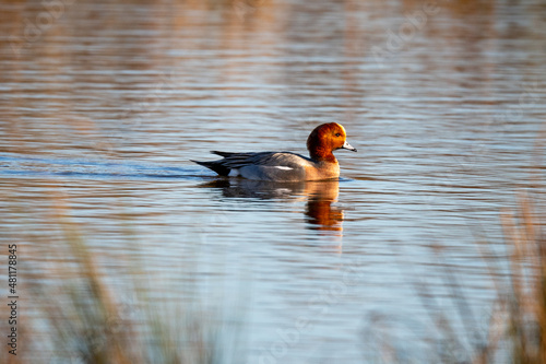 A Widgeon (Anas penelope) on a pond with reflection in late afternoon sunlight