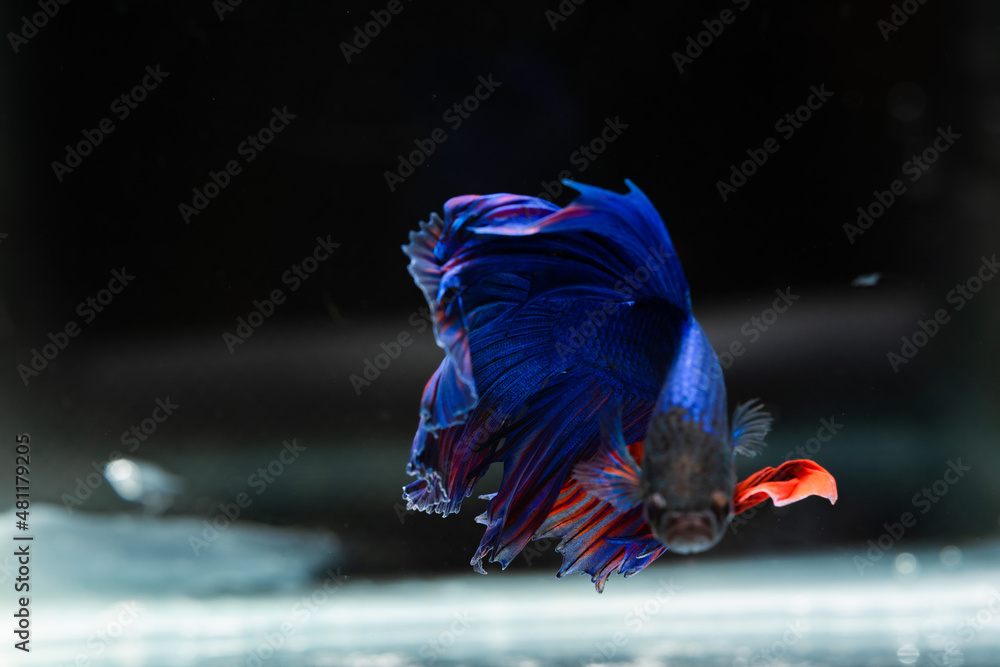 Obraz premium Siamese fighting fish beautiful blue and red fish with black background