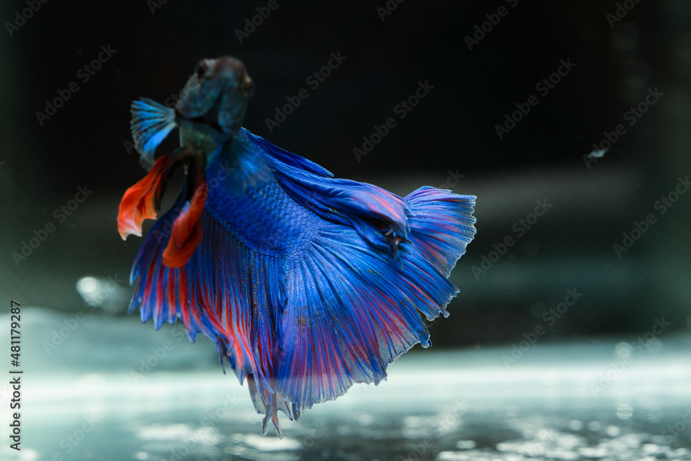Siamese fighting fish
beautiful blue and red fish
with black background Siamese fighting fish
beautiful blue and red fish
with black background