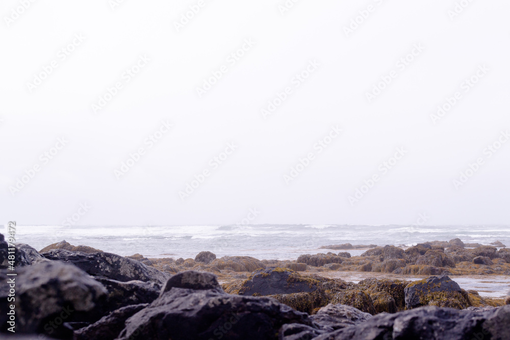 Coastline with black volcanic rocks and orange sea ​​moss on a rainy day. Ytri Tunga beach in Snæfellsjökull National Park at Snaefellsnes Peninsula, Iceland